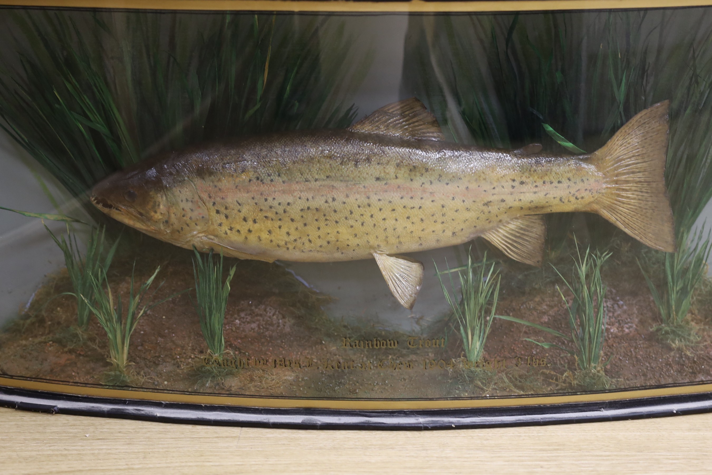A cased taxidermic rainbow trout, 1904, caught by Mrs L. Kent, preserved by Homers, Forest Gate